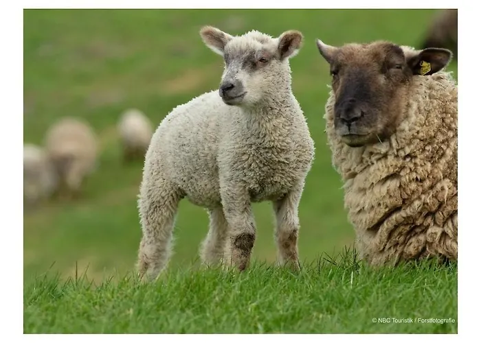 With 3 Bedrooms Apartament